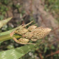 Aloe maculata All.